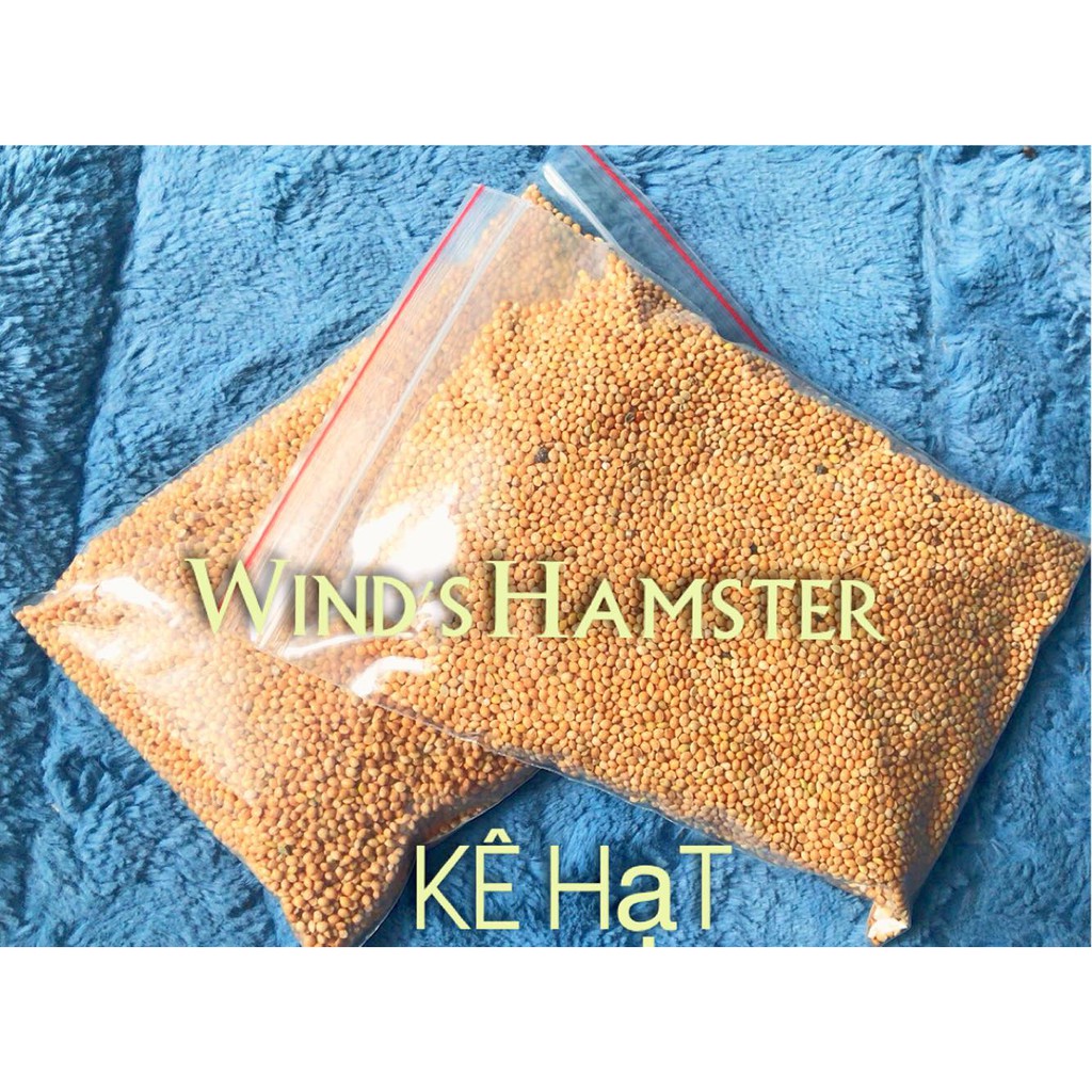 (250gr)- Hạt kê bóng vàng- Thức ăn cho Hamster