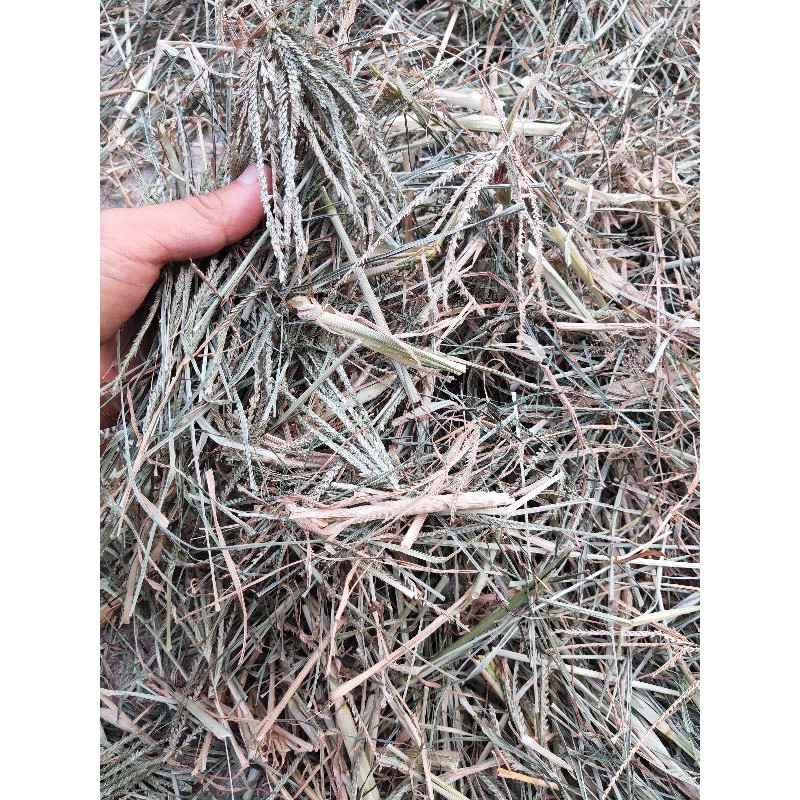 cỏ mần trầu ( 1kg khô)