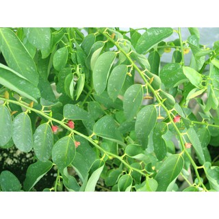 HẠT GIỐNG BỒ NGÓT - 1 gram/ gói