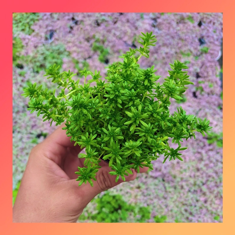 SEN ĐÁ SEDUM XANH SIZE BÉ, HÀNG ĐÀ LẠT, SIÊU XINH SIÊU KHỎE, LỖI 1 ĐỔI 1