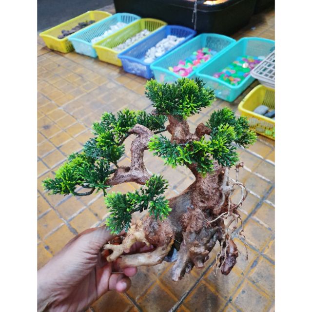 CÂY LỦA BONSAI TRANG TRÍ HỒ CÁ NON BỘ 20x10x20cm