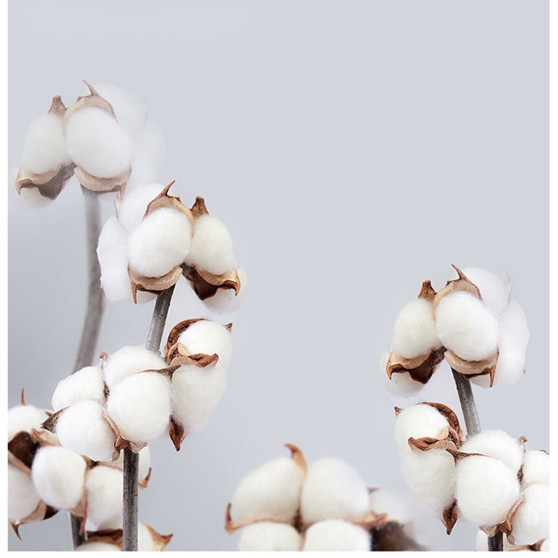 Áo polo Dài Tay Màu Trắng Đồng Phục Học Sinh Cho Bé