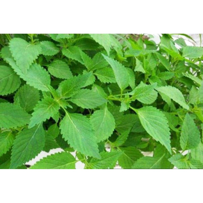 Hạt giống rau kinh giới