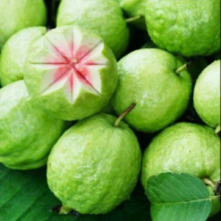 Ổi RuBy ruột đor trồng chậu cây lớn ( đang có trái )