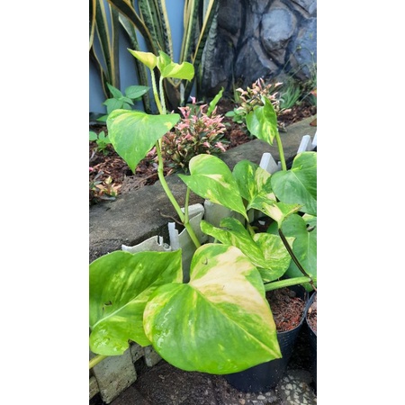 Trầu Bà Viền Vàng  Dài trên 30cm