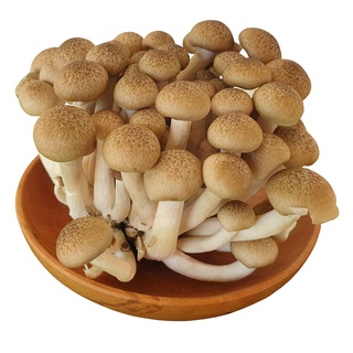 [HCM] 1kg Nấm Ngọc Châm Nâu (Nấm Linh Chi Nâu Tươi) Ngon Sạch - Nông Trại Nấm Xanh