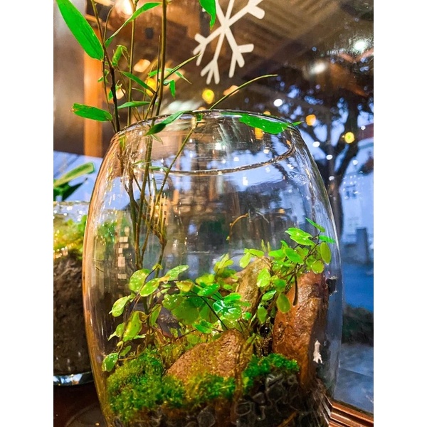 Bình thuỷ tinh miệng khum chuyên dùng trồng cây thủy sinh, terrarium, thủy canh, bình nuôi cá để bàn