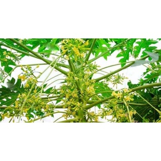 1kg Hoa đu đủ đực tươi Lạng Sơn