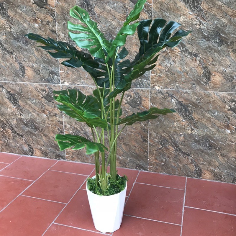 [Mã LIFEXANH03 giảm 10% đơn 500K] Cây lá xẻ , cây lá rùa 130cm 3 nhánh