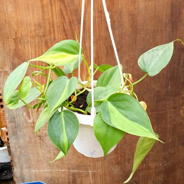 1 chậu trầu bà sọc