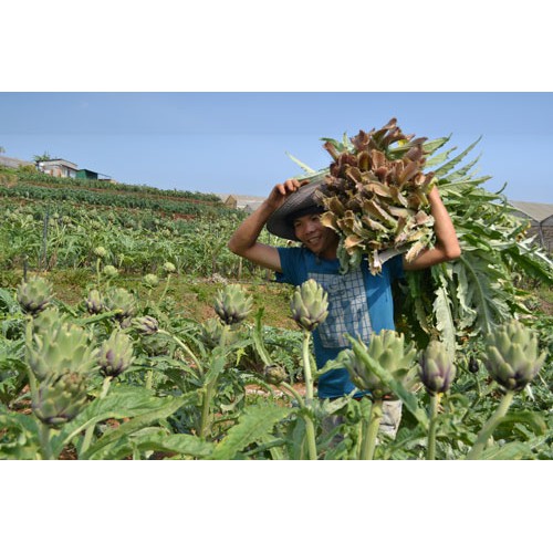 Trà atiso túi lọc 20 tép, 25 tép L'angfarm