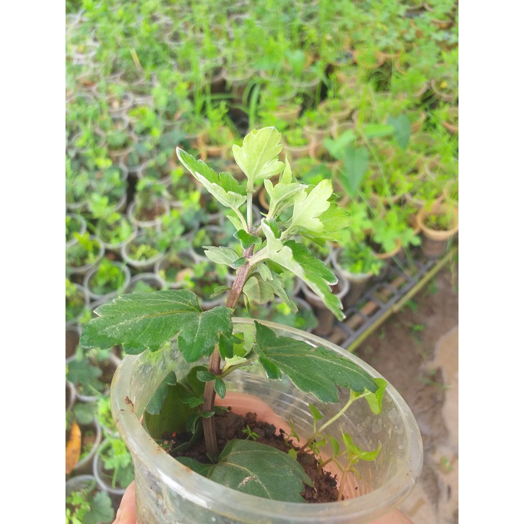 Cây Giống cúc Cổ Đỏ Sơn La