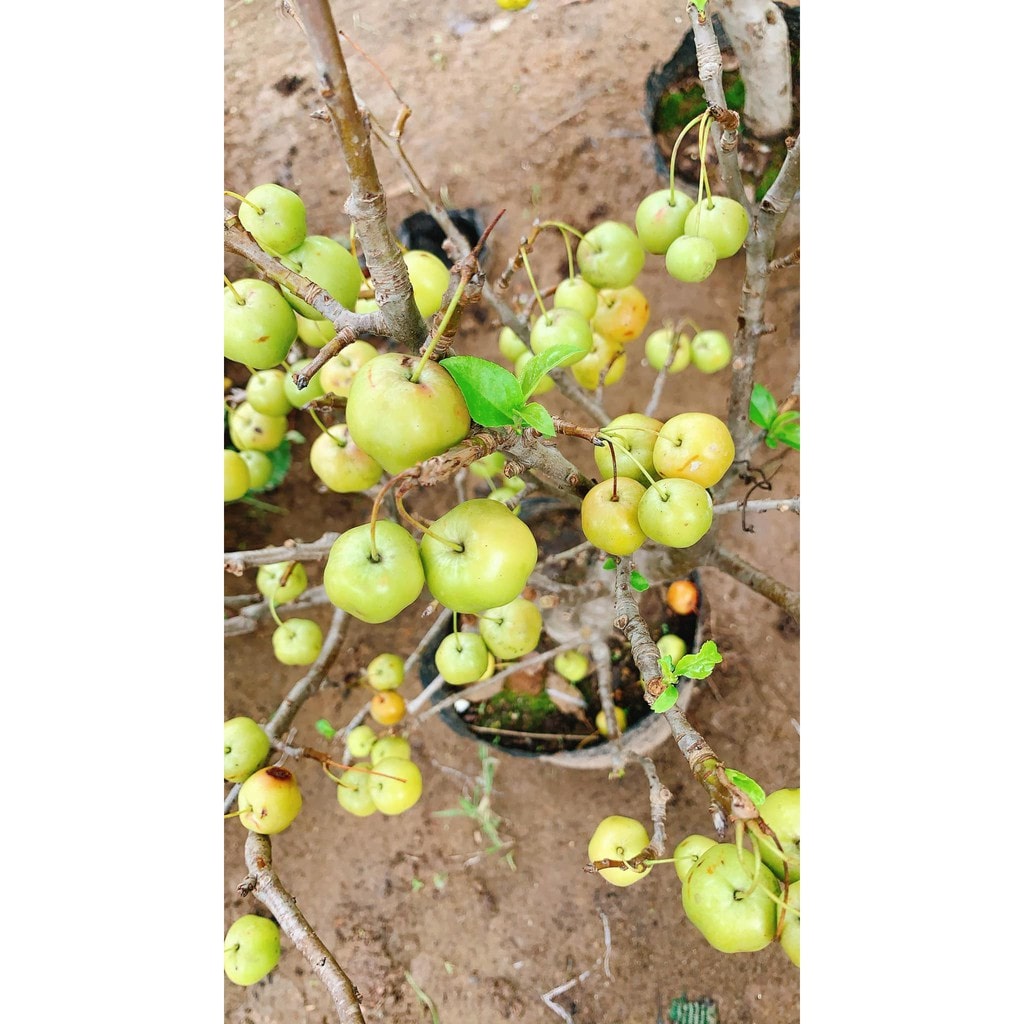 CÂY GIỐNG TÁO MINI NHANH RA TRÁI