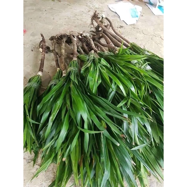 Cành giống phát tài núi-cây phong thuỷ