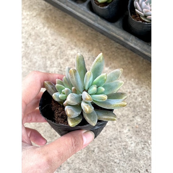 Sen đá pha lê tím