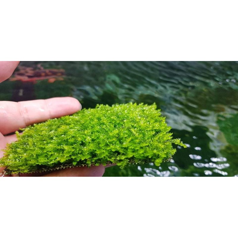 Rêu Mini Taiwan Thủy sinh - rêu dán tán bonsai - rêu chơi tép