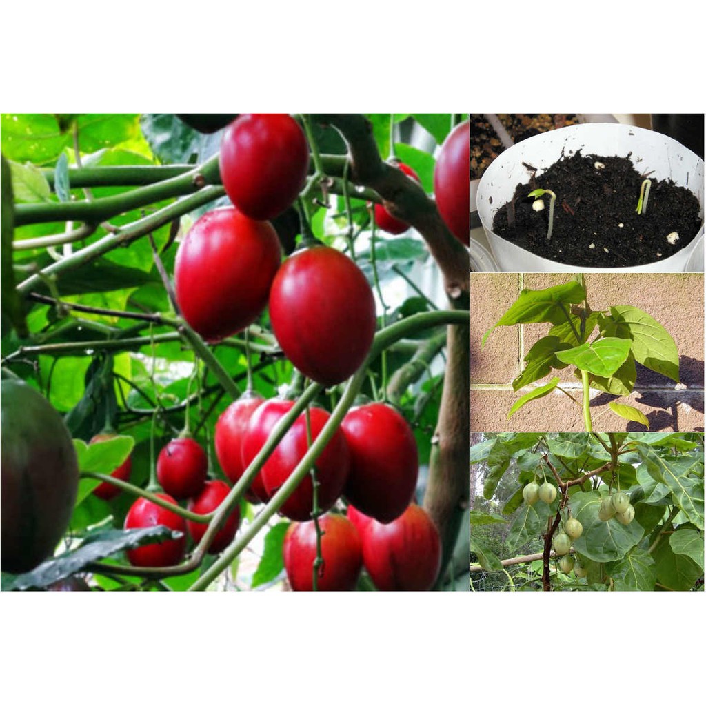 Hạt giống Cà Chua Thân Gỗ - Hạt Chuẩn Nảy Mầm Tốt