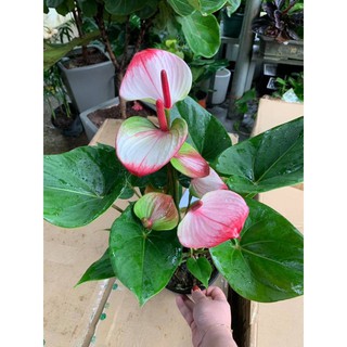 chậu cây hồng môn THIÊN NGA SIÊU HIẾM, cây phong thủy để bàn cho gia chủ vượng khí , nhiều tài lộc