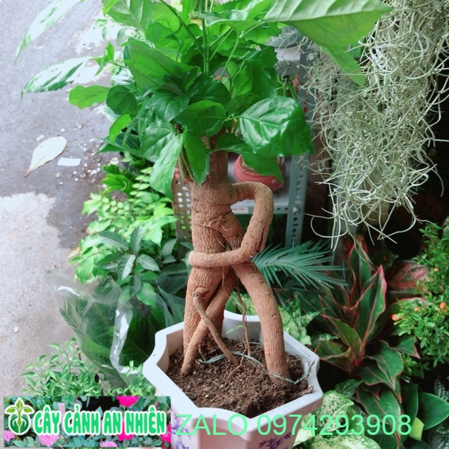 Chậu Cây Hạnh Phúc Bonsai