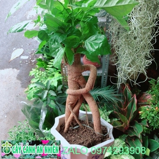 Chậu Cây Hạnh Phúc Bonsai