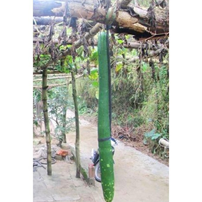 Hạt giống bầu dài 2m Bầu Siêu Dài 5 Hạt luckyseed hạt siêu rẻ