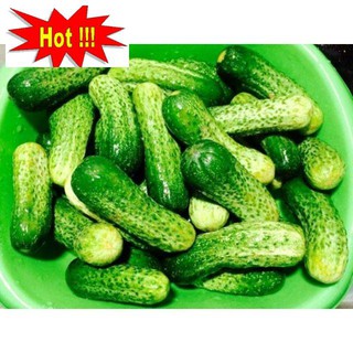 GÓI 10 hạt giống dưa chuột bao tử