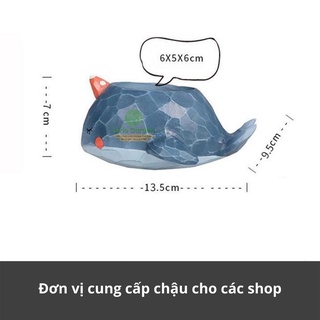 [ Quà Tặng Kèm ] chậu cây cá voi xanh