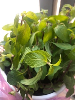 BẠC HÀ PEPPERMINT - BẠC HÀ ÂU