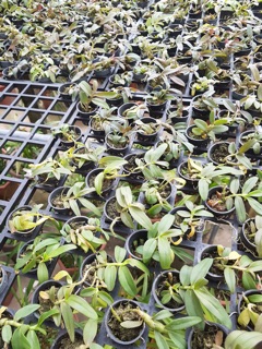Hoa lan giả hạc, phi điệp vn127