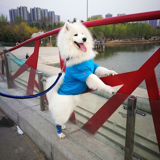 Quần áo cho chó mùa hè mỏng phần trung bình chó lớn Samoyed lông vàng Quần áo La