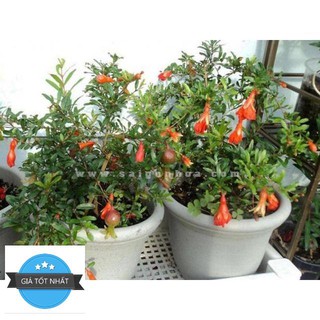 Hạt giống Lựu đỏ lùn (15 hạt)