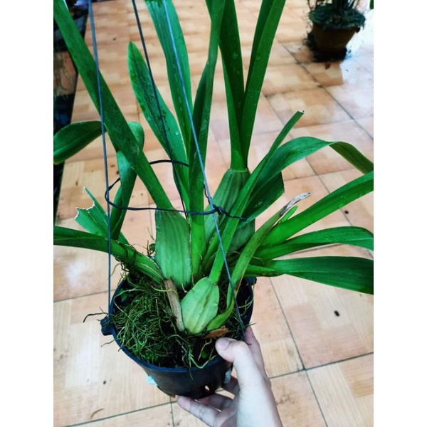 Vũ nữ mật ngọt chậu lớn