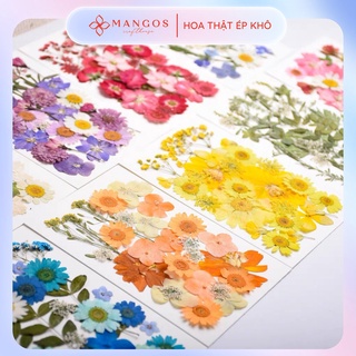 Set hoa ép khô trang trí handmade, DIY, đổ resin, tranh hoa Mangos Crafthouse HE01
