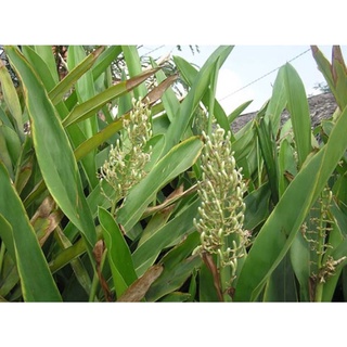 riềng giống (gia vị nấu ăn)củ giống