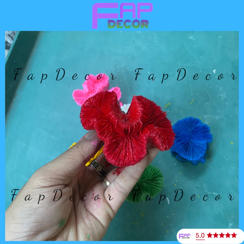 SAN HÔ HẢI QUỲ PHONG THỦY PHỐI MÀU SIÊU ĐẸP, TRANG TRÍ BỂ CÁ. NHÀ CỬA - FAPDECOR