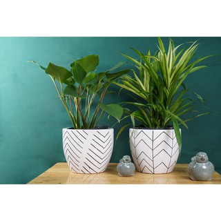 CHẬU SỨ TRẮNG HỌA TIẾT 18*21CM