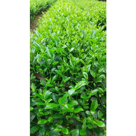 Trà Tân Cương Thái Nguyên loại 100g Thơm Ngon