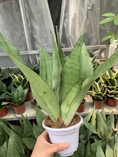 CÂy lưỡi hổ Thái trắng 3 thân