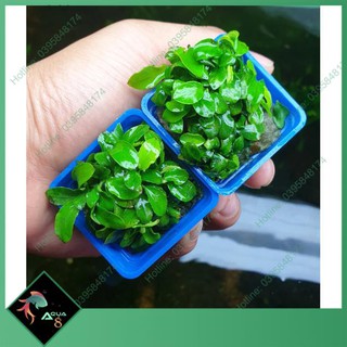 Ráy nana lá nhỏ - cây ráy thuỷ sinh không cần co2