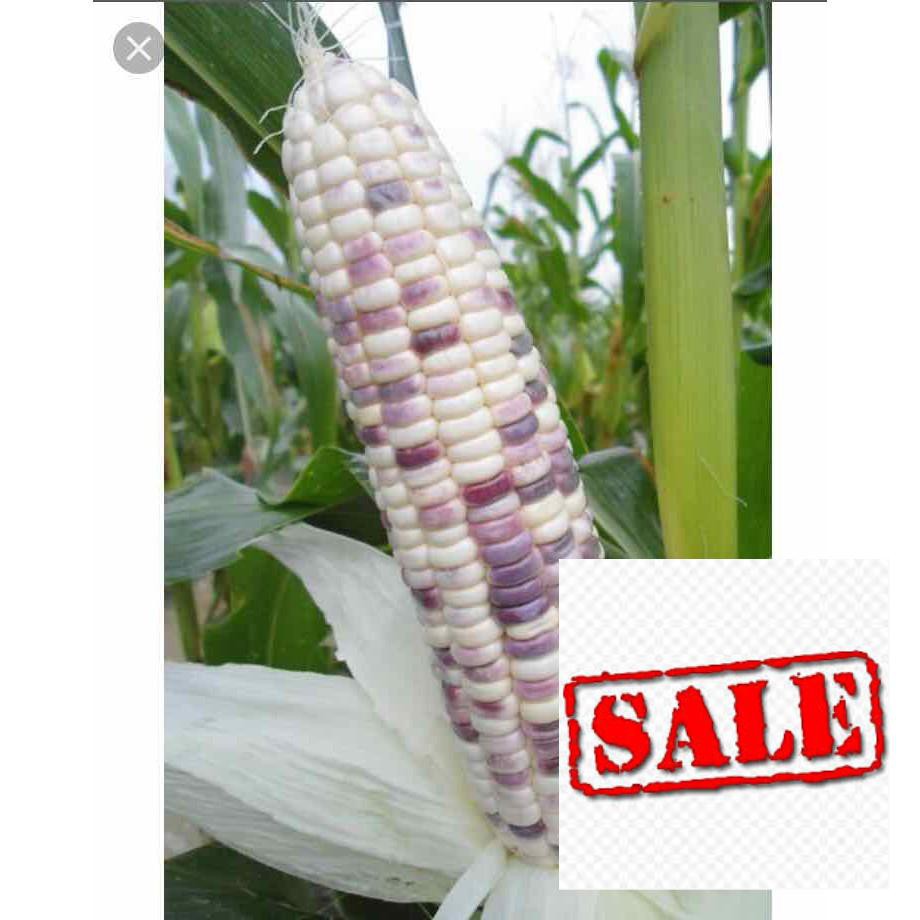 Gói 30 hạt giống ngô nếp nhiều màu SALE