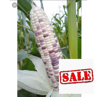 Gói 30 hạt giống ngô nếp nhiều màu SALE