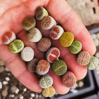 [HOT] SEN LITHOPS SIZE 0,5-3CM (SEN MÔNG; THẠCH LAN) / SEN ĐÁ SIÊU DỄ TRỒNG, NHANH LỚN
