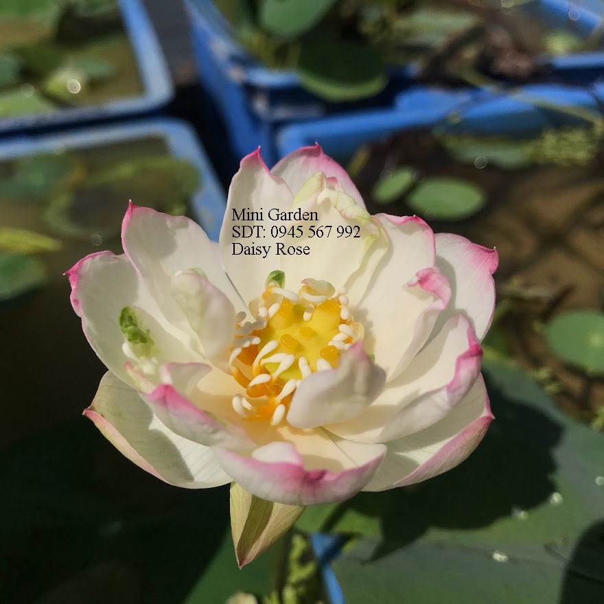Chuẩn hạt giống hoa sen mini được thu hoạch tại Mini Garden- Hạt sen mini tỉ lệ nảy mầm và ra hoa cao