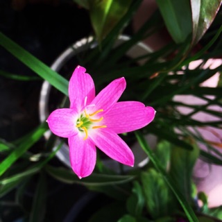 Củ giống hoa phong huệ/huệ mưa hồng