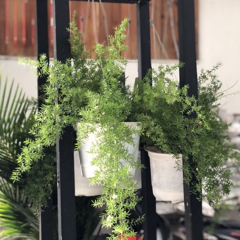 Cây trúc thiên môn đông