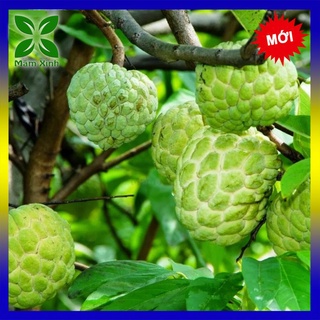 Cây mãng cầu na dai ghép y hình