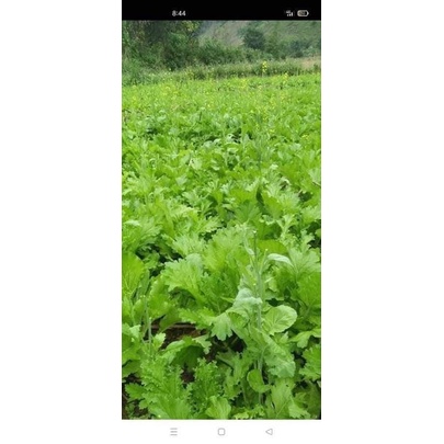 HẠT GIỐNG CẢI MÈO HÀ GIANG CAO SẢN 20gr