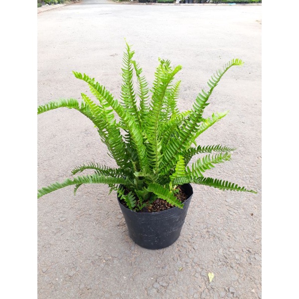 Cây dương xỉ lá me