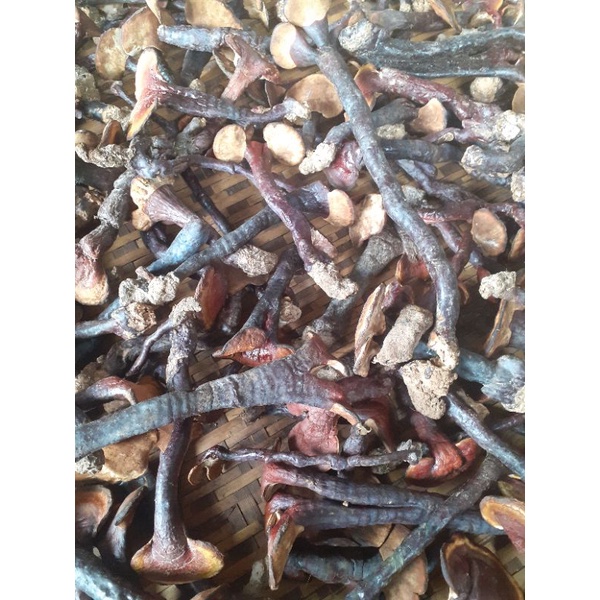 Nấm lim xanh rừng tự nhiên