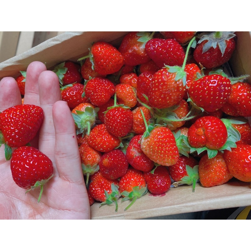 DÂU TÂY SIZE BI HỘP 1KG